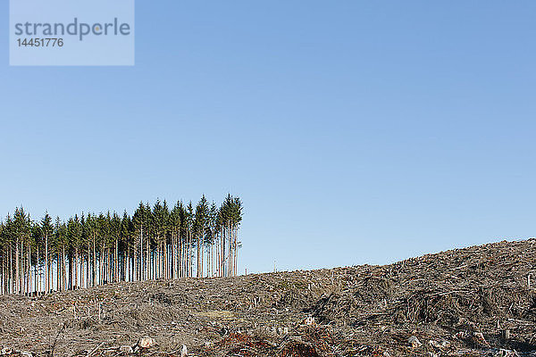 Kleiner Baumbestand auf der Stirn eines Hügels  umgeben von ausgedehnten gerodeten Waldflächen in einem Nationalwald.
