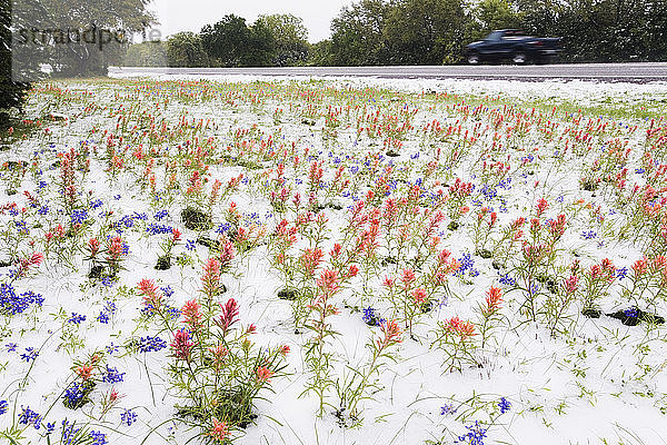 Wildblumen vom Schneefall im Spätfrühling überstrahlt