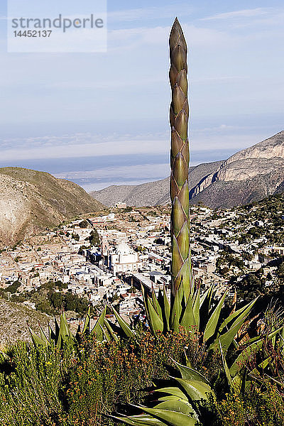 Yucca-Baum und Stadt