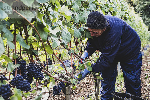 Frau bückt sich mit Handschuhen und Gartenschere in einem Weinberg und erntet Trauben von schwarzen Trauben.