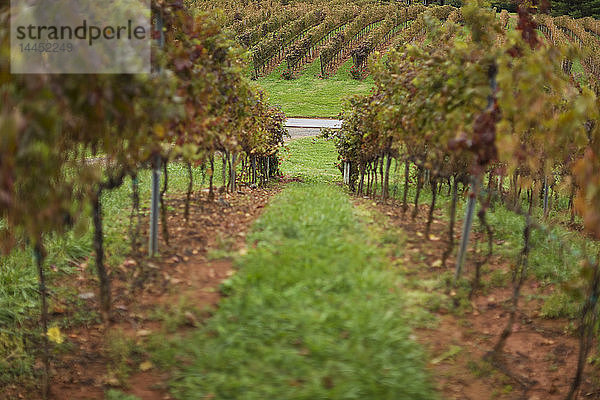 Reihen von Weinreben