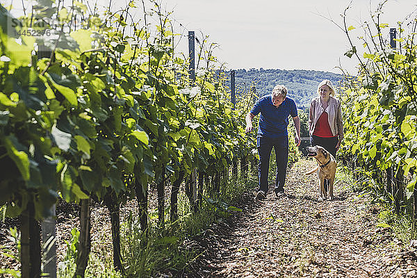Mann  Frau und Hund beim Spaziergang entlang der Rebzeilen eines Weinbergs  Winzer bei der Kontrolle der Ernte an einem Hang.