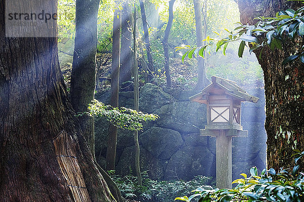 Sonnenstrahlen  die durch einen japanischen Wald scheinen