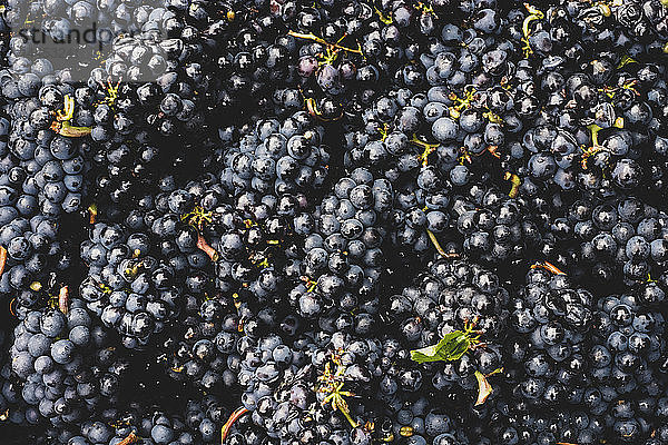 Nahaufnahme von frisch gepflückten Trauben schwarzer Trauben in einem Weinberg aus hohem Winkel.