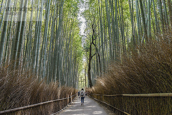 Bambuswald  der Arashiyama Bambushain oder Sagano Bambuswald  ein natürlicher Bambuswald in Arashiyama  Kyoto  Japan.