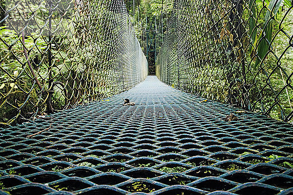 Fußgängerbrücke im Wald von Costa Rica