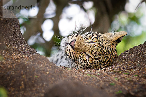Der Kopf eines Leopardenjungen  Panthera pardus  liegt im Sand  Kopf geneigt  wachsam  braungelbe Augen