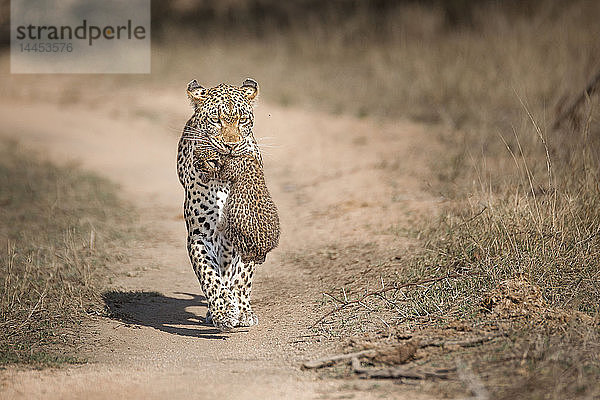 Eine Leopardenmutter  Panthera pardus  trägt ihr Junges im Maul in Richtung Kamera  die Ohren nach hinten  den Wildpfad entlang.