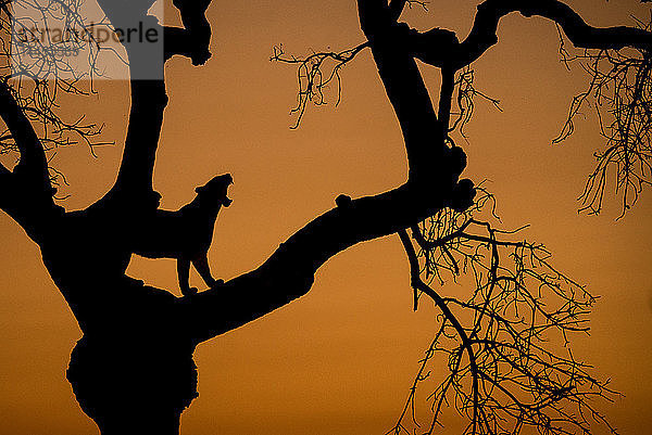 Die Silhouette eines Leoparden  Panthera pardus  in einer Baumgabel stehend  gähnend und Zähne zeigend  vor orangefarbenem Sonnenuntergangshimmel