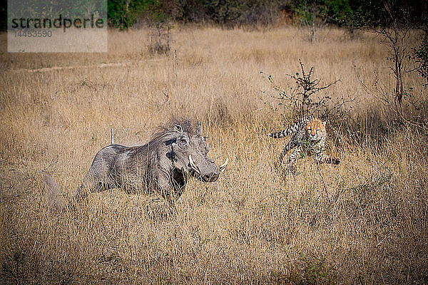 Ein Gepard  Acinonyx jubatus  jagt nach dem Warzenschwein  Phacochoerus africanus  im trockenen gelben Gras