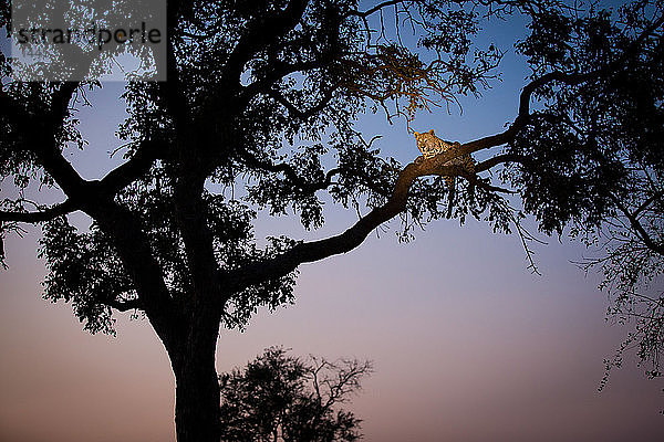 Ein Leopard  Panthera pardus  liegt in der Dämmerung auf zwei Ästen eines Baumes in der Silhouette eines Baumes.