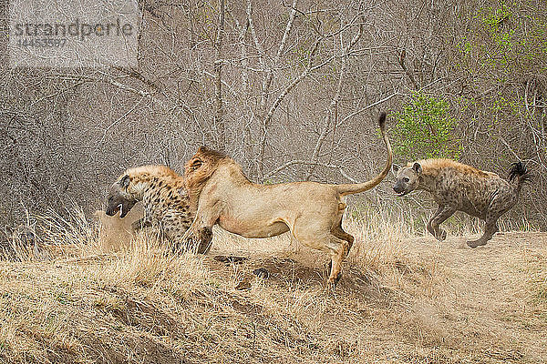 Ein männlicher Löwe  Panthera leo  beißt eine Tüpfelhyäne  Crocuta crocuta  und bringt sie zu Boden  eine zweite Hyäne läuft hinter dem Löwen her