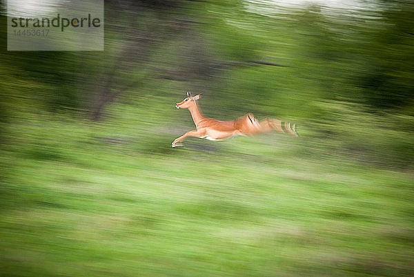 Ein Impala  Aepyceros melampus  Sprünge  verschwommenes Bewegungsbild  Grün im Hintergrund