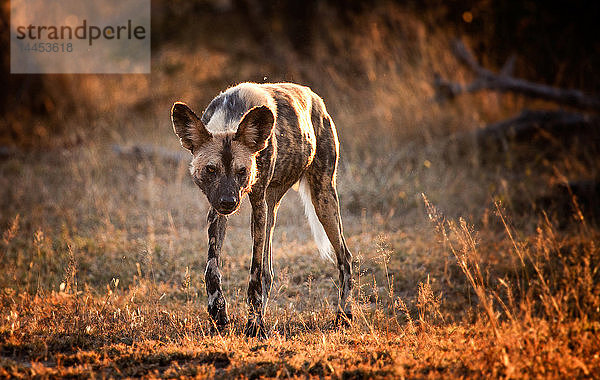 Ein afrikanischer Wildhund  Lycaon pictus  geht auf die Kamera zu  im Gegenlicht  schaut weg  Gras im Sonnenlicht
