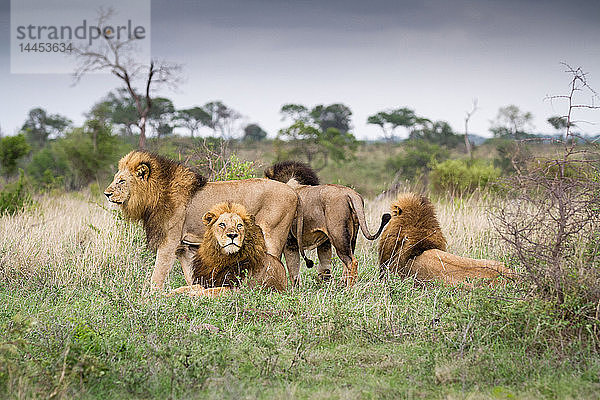Männliche Löwen  Panthera leo  stehen und liegen zusammen auf grünem Gras und schauen weg.