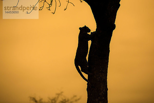 Silhouette eines Leoparden  Panthera Pardus  der auf einen Baum klettert.