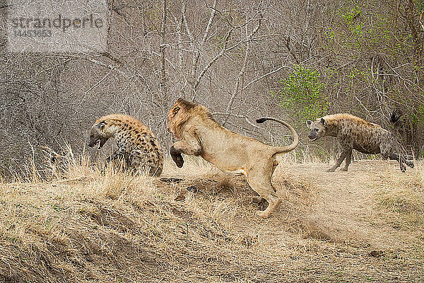 Ein männlicher Löwe  Panthera leo  jagt eine Tüpfelhyäne  Crocuta crocuta  eine zweite Hyäne greift den Löwen an