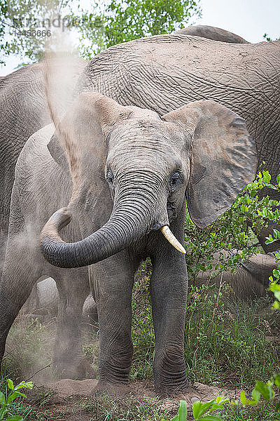 Ein Elefant  Loxodonta africana  hat ein Sandbad  hebt den Rüssel hoch und besprüht den Rücken mit Sand  wachsam  ein Stoßzahn  Elefant im Hintergrund