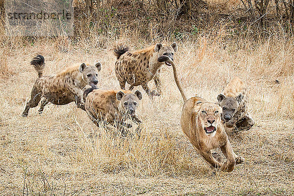 Eine Löwin  Panthera leo  rennt mit erhobenem Schwanz  weit aufgerissenen Augen und offenem Maul davon  während die Vierfleckhyäne  Crocuta crocuta  ihr in trockenem gelben Gras hinterherjagt