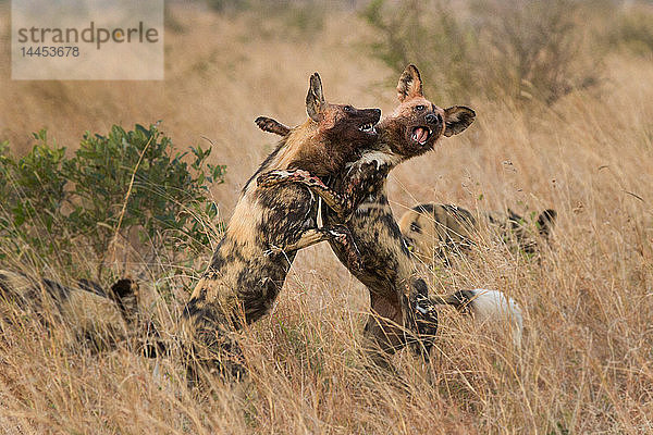 Zwei wilde Hunde  Lycaon pictus  stehen auf den Hinterbeinen und kämpfen  Vorderbeine umeinander  blutige Gesichter  offener Mund mit Zähnen