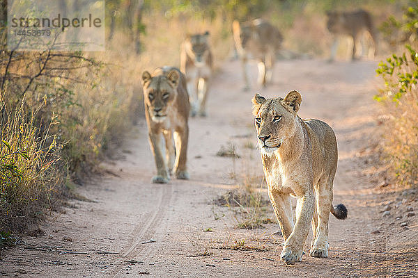 Ein Löwenrudel  Panthera leo  geht auf einem Sandweg auf die Kamera zu