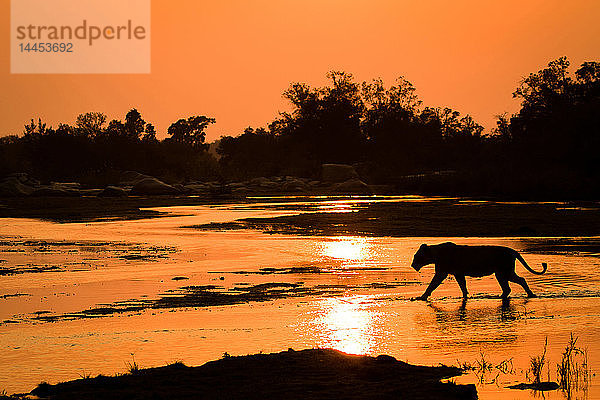 Die Silhouette einer Löwin  Panthera leo  geht über einen seichten Fluss mit Spiegelungen des Sonnenuntergangs und silhouettierten Bäumen im Hintergrund.