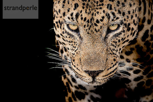 Kopf eines männlichen Leoparden  Panthera pardus  Vorderansicht mit gelbgrünen Augen  weißen Schnurrhaaren und Rosettenhautzeichnung  schwarzer Hintergrund.