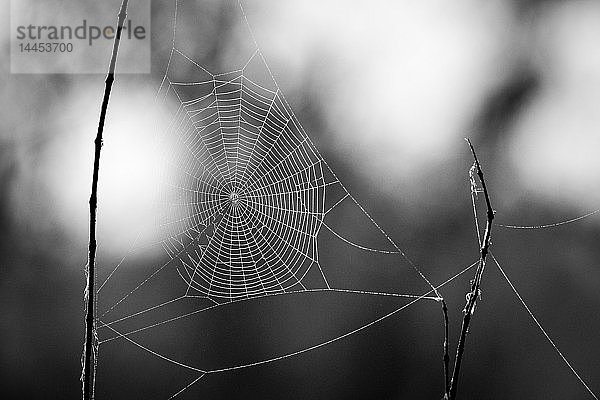 Ein Spinnennetz im Sonnenlicht mit aufgesetzten Wassertropfen in Schwarz-Weiß