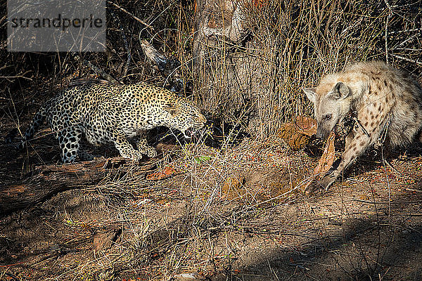 Ein Leopard  Panthera pardus  beugt sich nach unten und knurrt eine Hyäne an  Crocuta crocuta frisst einen Kadaver.