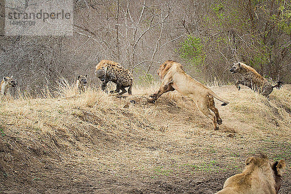 Ein männlicher Löwe  Panthera leo  rennt einen Abhang hinauf  hinter einer Tüpfelhyäne  Crocuta crocuta  her  die sich umdreht und den Löwen anfaucht  zwei Hyänen betrachten den Löwen von der anderen Seite des Ufers