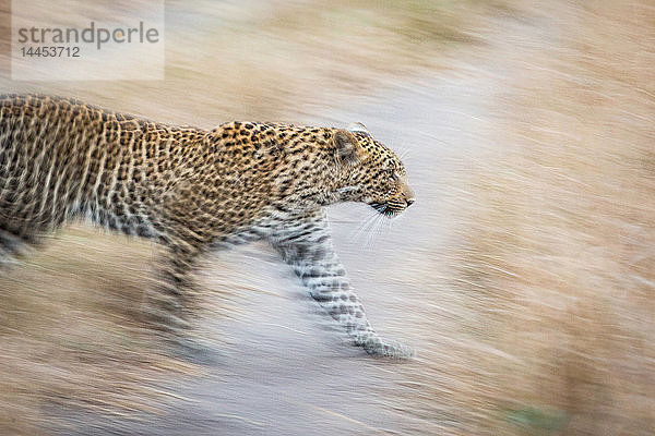 Ein Leopard  Panthera Pardus  geht  schaut weg  Ohren zurück  Bewegungsunschärfe