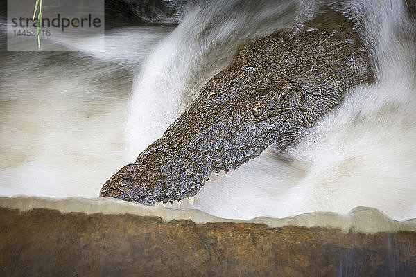 Der Kopf eines Krokodils  Crocodylus niloticus  öffnet sein Maul in bewegtem Wasser