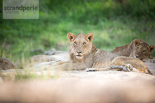 Junger Löwe  Panthera leo.