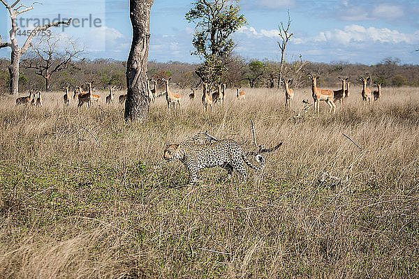 Ein Leopard  Panthera pardus  geht durch Gras  eine Impalaherde  Aepyceros melampus  beobachtet den Leoparden  die Ohren gespitzt.