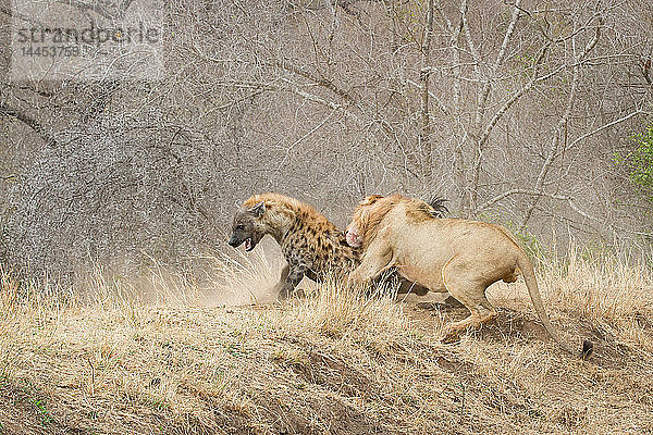 Ein Löwenmännchen  Panthera leo  beißt eine Tüpfelhyäne  Crocuta crocuta  auf den Rücken