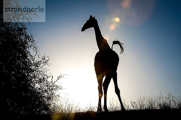 Die Silhouette einer Giraffe  Giraffa camelopardalis  Knie nach innen gebeugt  Schwanz in der Luft.