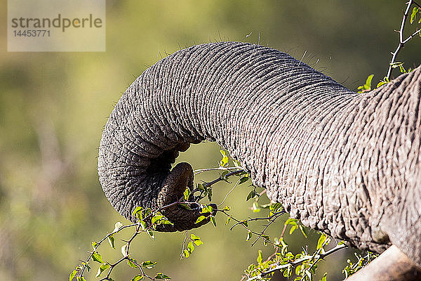 Ein Elefantenrüssel  Loxodonta africana  zusammengerollt und Blätter von einem Ast mit Dornen greifend