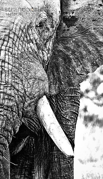Nahaufnahme eines Elefantenkopfes  Loxodonta africana  in Schwarzweiß
