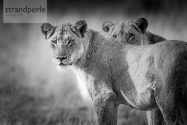 Zwei wachsame Löwen  Panthera leo  in schwarz-weiß