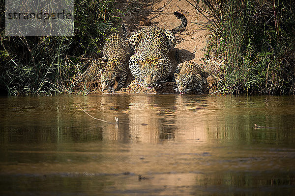Leopardenmutter  Panthera pardus  und ihre Jungen trinken gleichzeitig aus einem Fluss  wobei ihre Zungen Wasser schlürfen