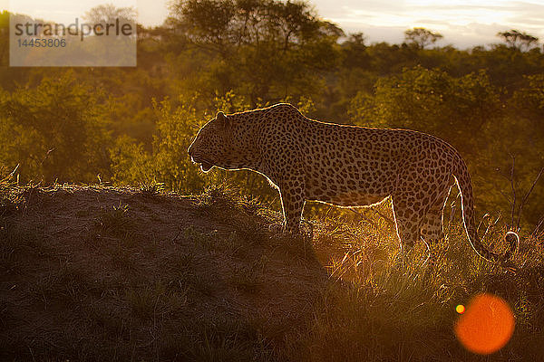 Ein Leopard  Panthera pardus  Silhouette  auf einem Hügel stehend  im Hintergrund Bäume