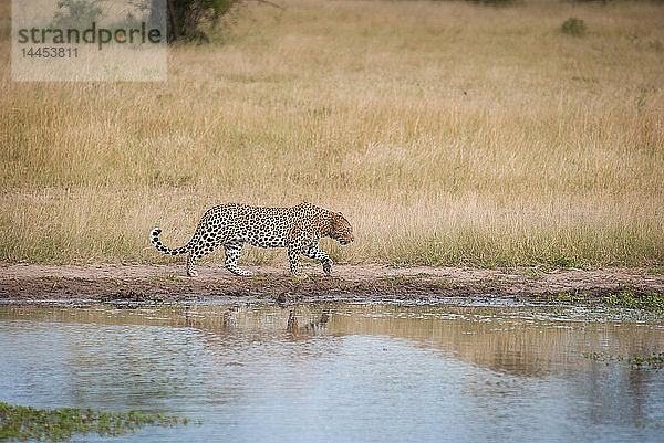 Ein Leopard  Panthera pardus  läuft parallel zu einer Wasserstelle  schaut weg  Vorderbein hochgezogen  grünes braunes Gras im Hintergrund