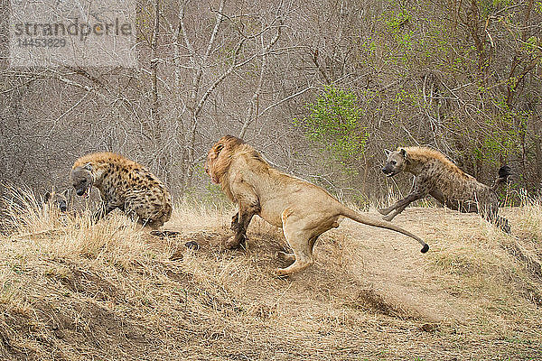 Ein männlicher Löwe  Panthera leo  rennt einen Abhang hinauf  hinter einer Tüpfelhyäne  Crocuta crocuta  die sich umdreht und den Löwen anfaucht  eine zweite Hyäne rennt hinter dem Löwen her