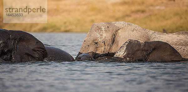Eine Elefantenherde  Loxodonta africana  steht im Wasser  nasse Haut  schaut weg  Elefantenkalb untergetaucht