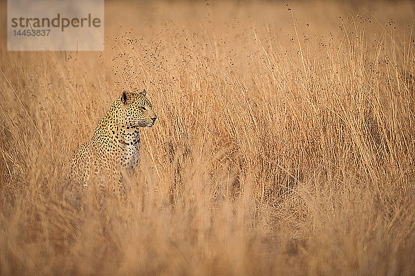 Ein Leopardenjunges  Panthera pardus  sitzt im langen  trockenen  gelb-braunen Gras und schaut weg.