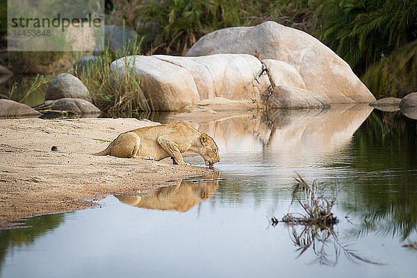 Eine Löwin  Panthera leo  kauert auf Sand und trinkt Wasser  schöpft Wasser mit der Zunge  schaut weg  Wellen im Wasser  Felsbrocken im Hintergrund