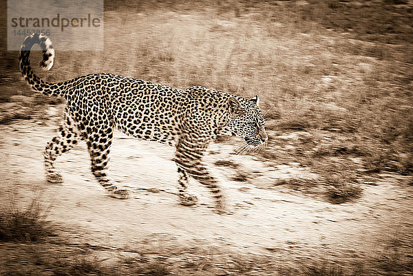 Unscharfe Sepiaaufnahme eines Leopardenweibchens  Panthera pardus  das mit gerolltem Schwanz in der Luft auf einem Wildpfad läuft.