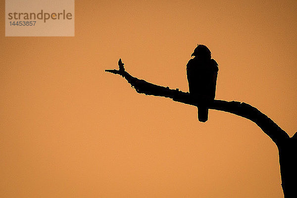 Die Silhouette eines Wahlbergadlers  Hieraaetus wahlergi  thront auf einem Ast vor braun-orangem Himmel