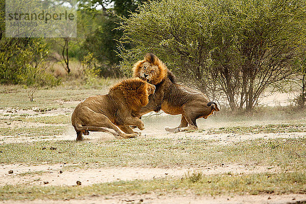 Zwei Löwenmännchen  Panthera leo  kämpfen auf einer Lichtung  knurren und sammeln Staub vom Boden  Bäumen und Büschen im Hintergrund auf.