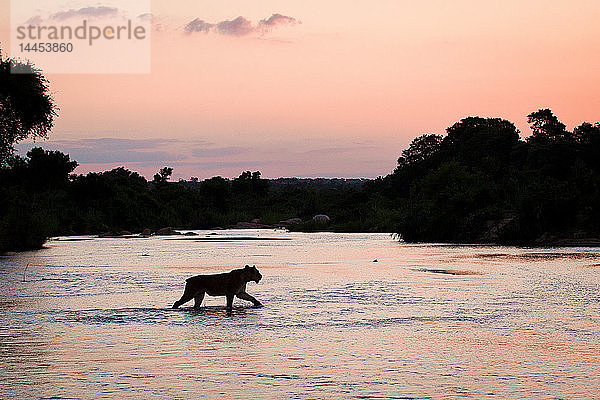 Die Silhouette einer Löwin  Panthera leo  mit kurzem Schwanz  die bei Sonnenuntergang über einen seichten Fluss läuft  mit Baumsilhouetten im Hintergrund